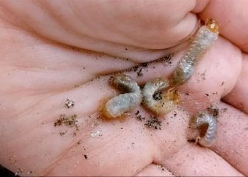 Grant to fund study of acoustics in turfgrass pest control