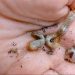 Grant to fund study of acoustics in turfgrass pest control