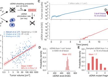A mathematical model of ctDNA shedding predicts tumor detection size