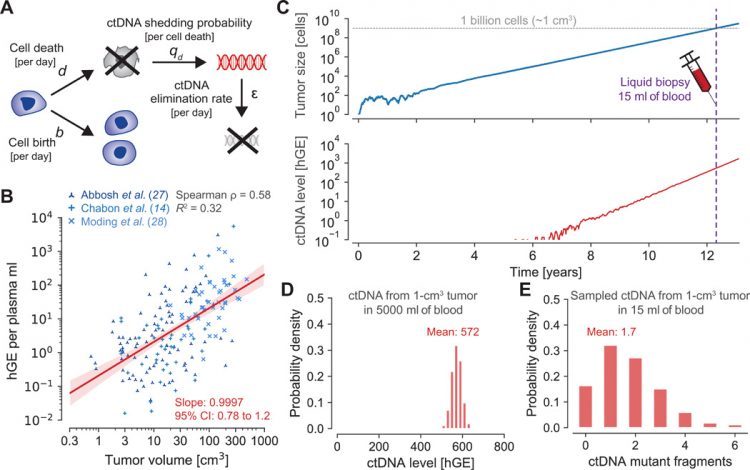 A mathematical model of ctDNA shedding predicts tumor detection size