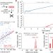 A mathematical model of ctDNA shedding predicts tumor detection size