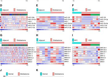 The nuclear DICER–circular RNA complex drives the deregulation of the glioblastoma cell microRNAome