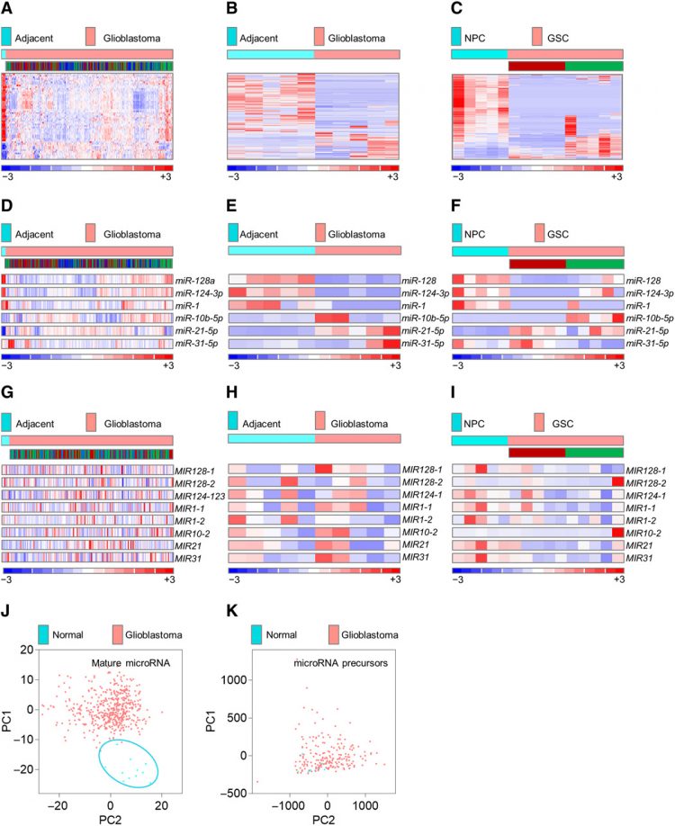 The nuclear DICER–circular RNA complex drives the deregulation of the glioblastoma cell microRNAome