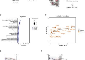 The chromatin remodeler ALC1 underlies resistance to PARP inhibitor treatment