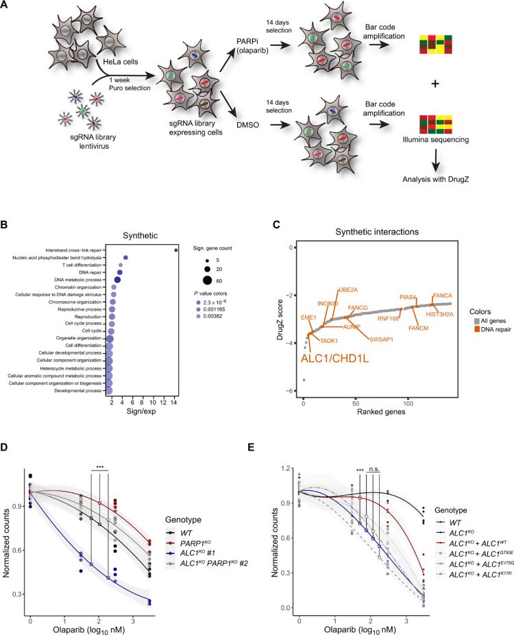 The chromatin remodeler ALC1 underlies resistance to PARP inhibitor treatment