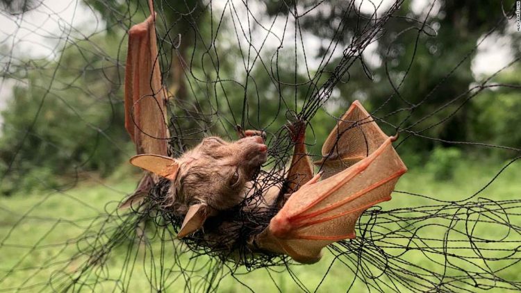 In the Congo rainforest, the doctor who discovered Ebola warns of deadly viruses yet to come