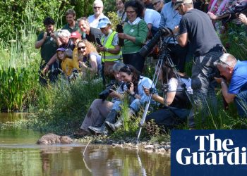 Sexy beasts: animals with ‘charisma’ get lion’s share of EU conservation funds | Environment