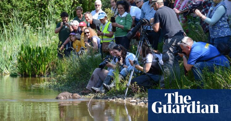 Sexy beasts: animals with ‘charisma’ get lion’s share of EU conservation funds | Environment