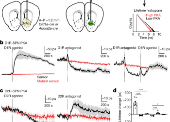 Cell-type-specific asynchronous modulation of PKA by dopamine in learning