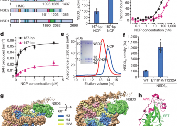 Molecular basis of nucleosomal H3K36 methylation by NSD methyltransferases