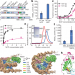 Molecular basis of nucleosomal H3K36 methylation by NSD methyltransferases
