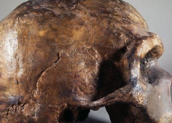 Ancient DNA study reveals a mysterious “super archaic” ancestor