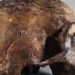 Ancient DNA study reveals a mysterious “super archaic” ancestor