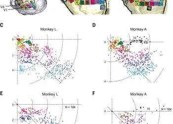 Shape perception via a high-channel-count neuroprosthesis in monkey visual cortex – Science Magazine