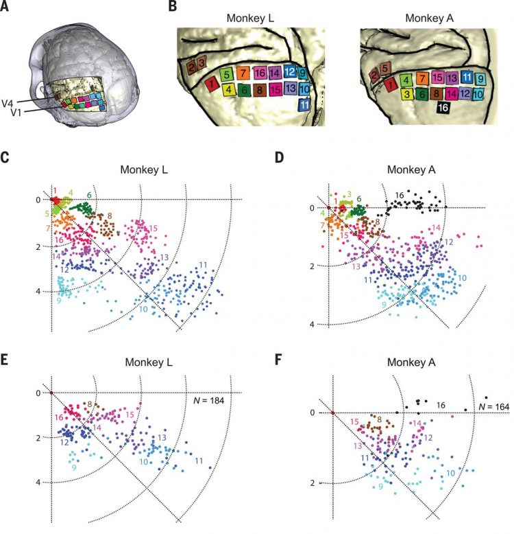 Shape perception via a high-channel-count neuroprosthesis in monkey visual cortex – Science Magazine