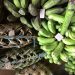 Beyond ‘community’: looking to Vanuatu for alternative entry points to adaptation