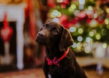 Pet Scams Rise As At-Home Workers Seek New Pets