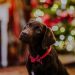 Pet Scams Rise As At-Home Workers Seek New Pets