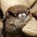 App State funded to study rare bats along Blue Ridge Parkway area, investigate disease