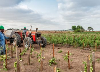 lessons from four African countries