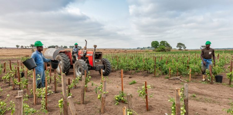lessons from four African countries