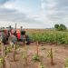 lessons from four African countries