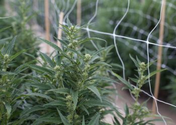Even With Programs in Place, Social Equity Marijuana Entrepreneurs Still Need Funding
