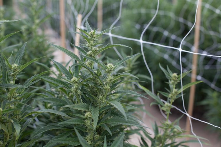 Even With Programs in Place, Social Equity Marijuana Entrepreneurs Still Need Funding