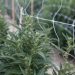 Even With Programs in Place, Social Equity Marijuana Entrepreneurs Still Need Funding