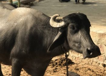 Looking at the impact of buffalo meat in Indonesia | Queensland Country Life