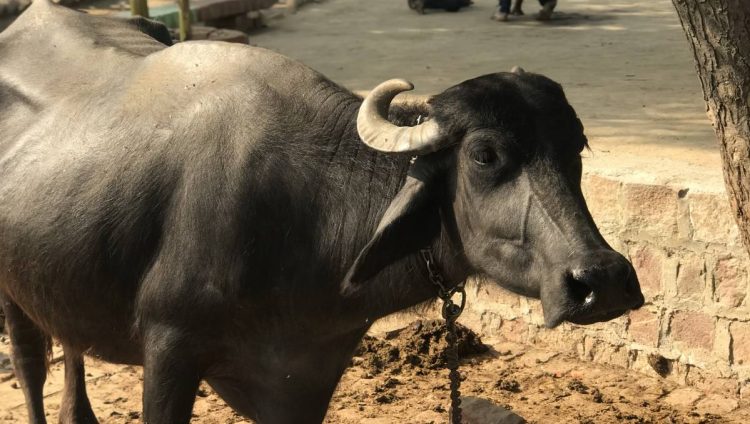 Looking at the impact of buffalo meat in Indonesia | Queensland Country Life