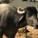 Looking at the impact of buffalo meat in Indonesia | Queensland Country Life