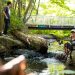 Salmon deaths may be linked to dangerous chemical found in tires: experts