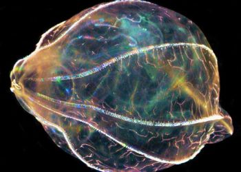 Unique floating lab showcases ‘aliens of the sea’