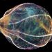 Unique floating lab showcases ‘aliens of the sea’
