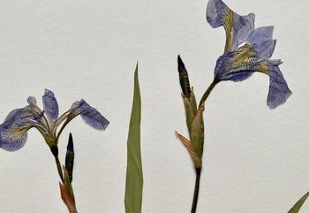 The Otis Douglas Hyde Herbarium meticulously documents plants — and creates one-of-a-kind botanical notecards