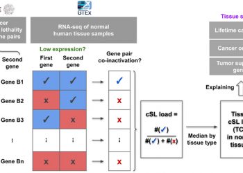 Synthetic lethality across normal tissues is strongly associated with cancer risk, onset, and tumor suppressor specificity
