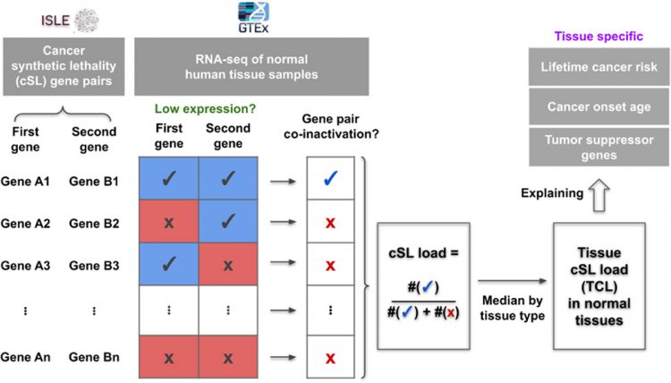 Synthetic lethality across normal tissues is strongly associated with cancer risk, onset, and tumor suppressor specificity