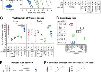 Consumptive coagulopathy of severe yellow fever occurs independently of hepatocellular tropism and massive hepatic injury