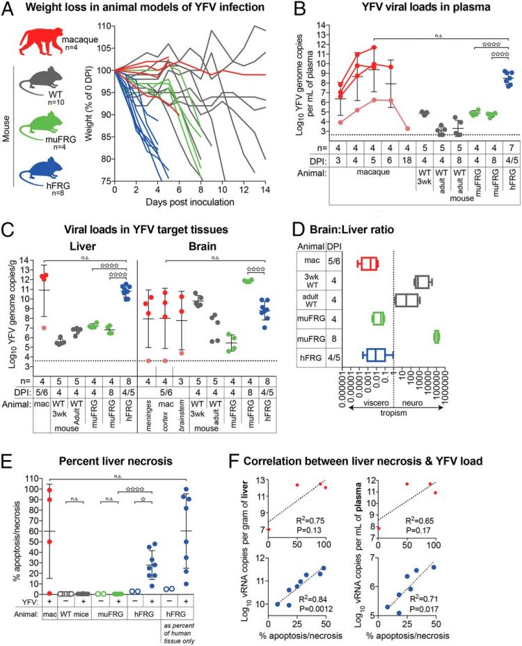 Consumptive coagulopathy of severe yellow fever occurs independently of hepatocellular tropism and massive hepatic injury
