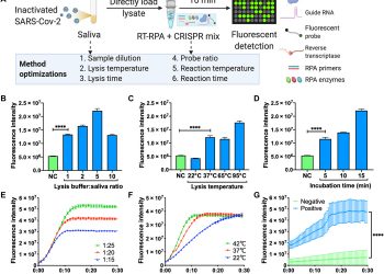 A smartphone-read ultrasensitive and quantitative saliva test for COVID-19