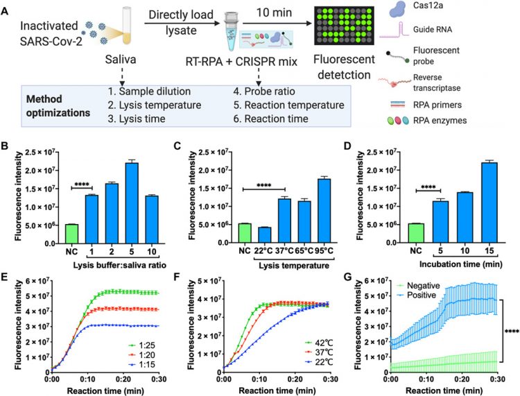 A smartphone-read ultrasensitive and quantitative saliva test for COVID-19