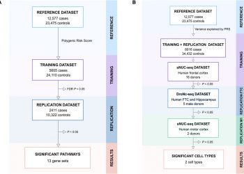 Genetic analysis of amyotrophic lateral sclerosis identifies contributing pathways and cell types