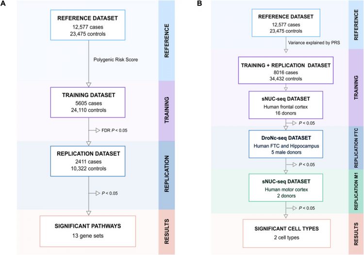 Genetic analysis of amyotrophic lateral sclerosis identifies contributing pathways and cell types