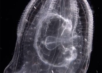 Cannibal comb jellies – Cosmos Magazine