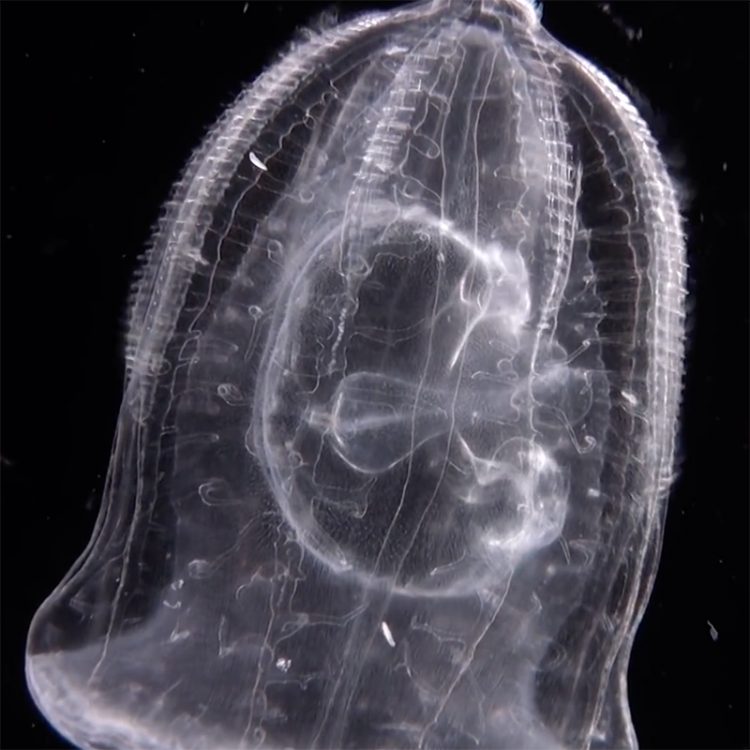 Cannibal comb jellies – Cosmos Magazine
