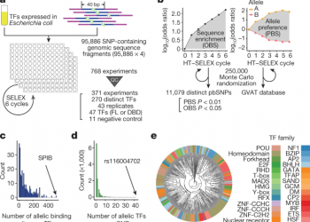 Systematic analysis of binding of transcription factors to noncoding variants