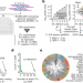Systematic analysis of binding of transcription factors to noncoding variants