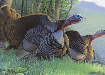 Wisconsin waterfowl, turkey and pheasant Stamp funding project applications due Feb. 5 | Sun Prairie Star