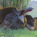 Wisconsin waterfowl, turkey and pheasant Stamp funding project applications due Feb. 5 | Sun Prairie Star